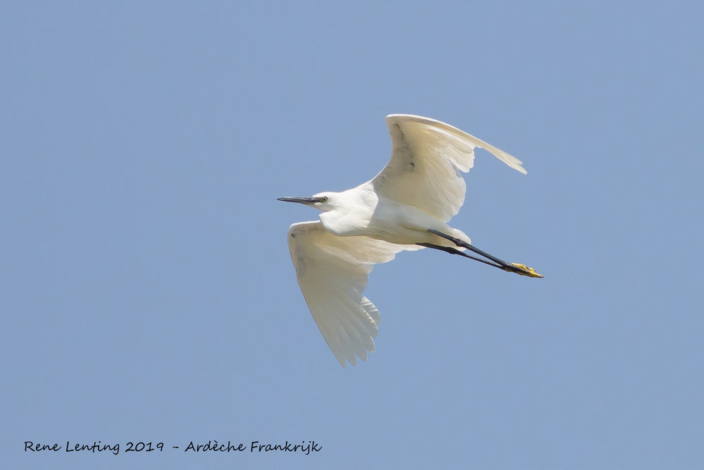 Kleine Zilverreiger
